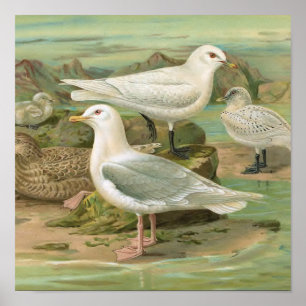 Póster Ilustracion de aves vitícolas de gaviota islandesa