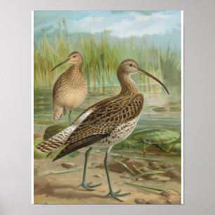 Póster Ilustracion de aves vitícolas Eurasiático Curlew