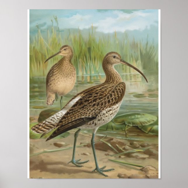 Póster Ilustracion de aves vitícolas Eurasiático Curlew (Frente)