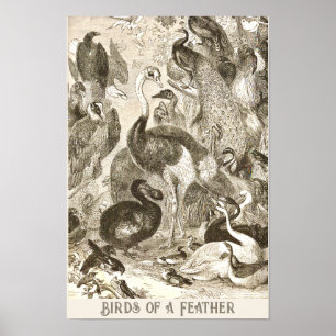 Póster Ilustracion de avestruz Struthio camelus