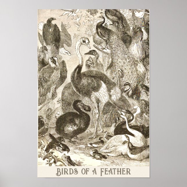 Póster Ilustracion de avestruz Struthio camelus (Frente)