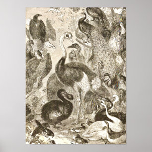 Póster Ilustración de avestruz vintage Struthio camelus