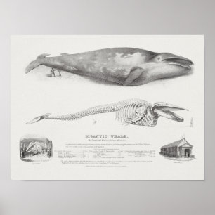 Póster Ilustracion de ballena vintage