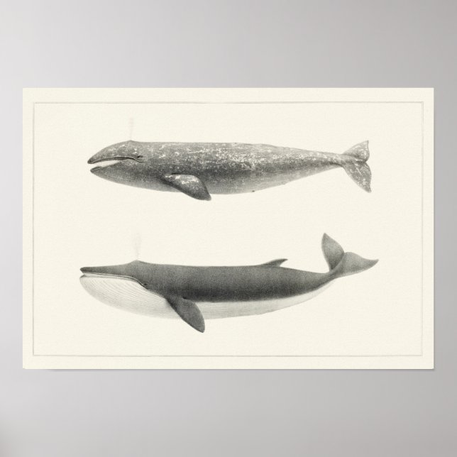 Póster Ilustracion de ballenas vintage (Frente)