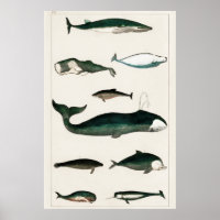Ilustracion de ballenas vintage