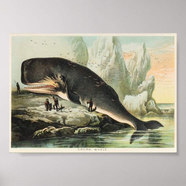 Póster Ilustracion de ballenas vintage (Frente)