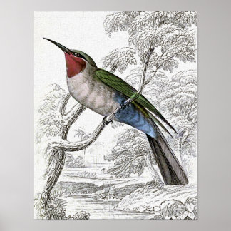 Póster Ilustracion de Bee-Eater Vintage de barriga azul