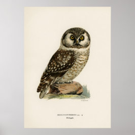 Póster Ilustracion de búho vintage