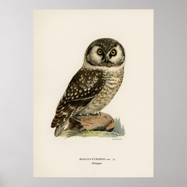Póster Ilustracion de búho vintage (Frente)