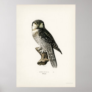 Póster Ilustracion de búho vintage