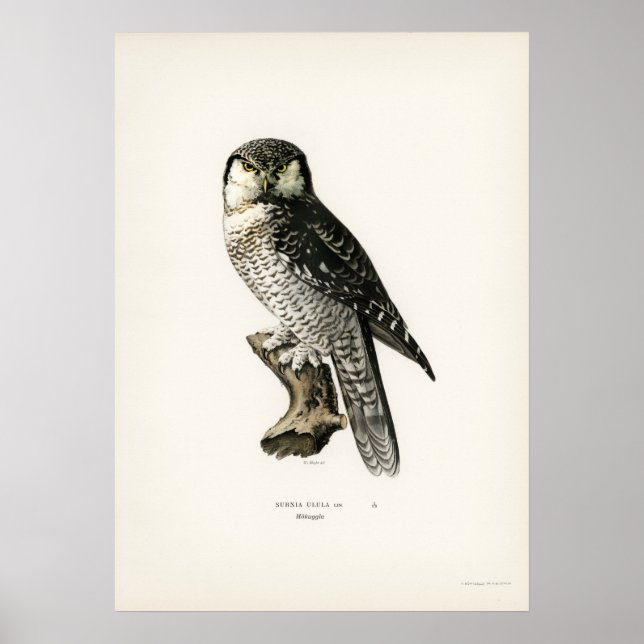 Póster Ilustracion de búho vintage (Frente)
