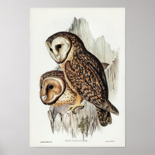 Póster Ilustracion de búho vintage