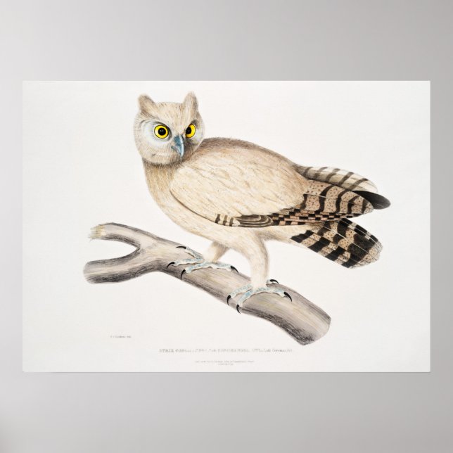 Póster Ilustracion de búho vintage (Frente)