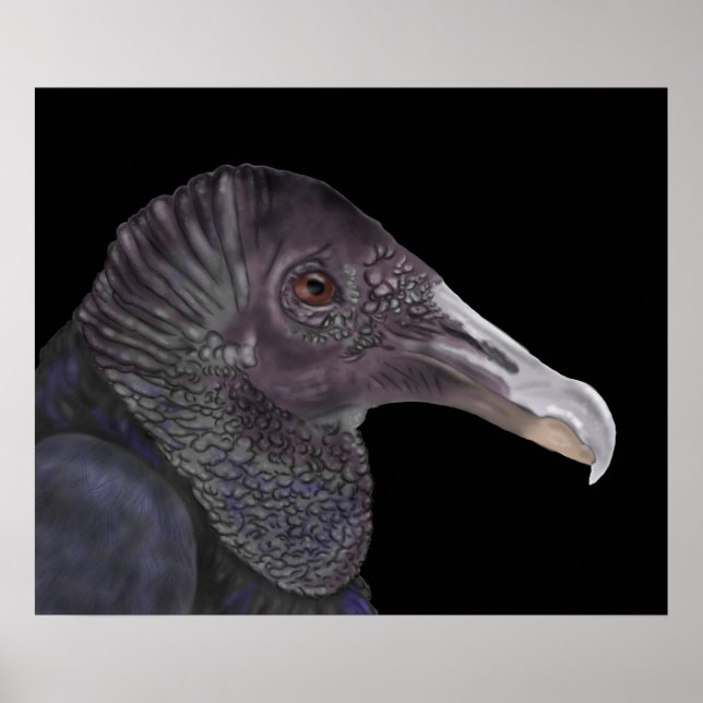 Póster Ilustracion de buitre negro (Frente)