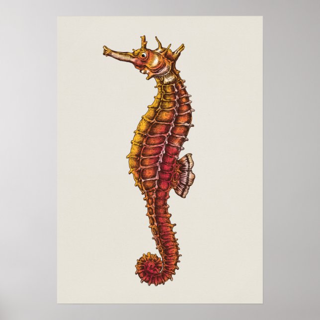 Póster Ilustracion de caballito de mar (Frente)
