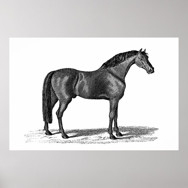 Póster Ilustracion de caballos árabes de la época de 1800 (Frente)