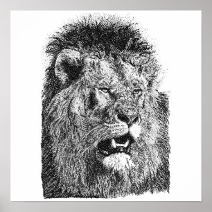 Póster Ilustración de cabeza de león macho dibujada a man