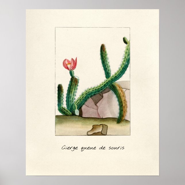 Póster Ilustracion de Cactus Vintage (Frente)
