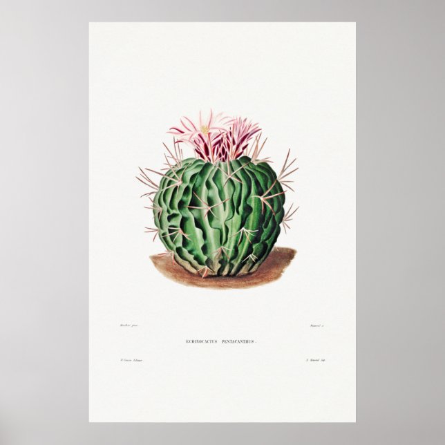 Póster Ilustracion de Cactus Vintage (Frente)