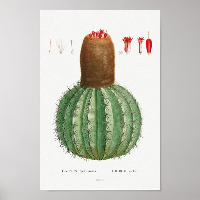 Póster Ilustracion de Cactus Vintage (Frente)