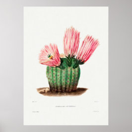 Póster Ilustracion de Cactus Vintage