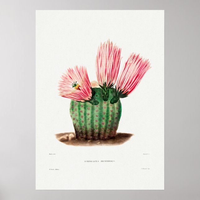 Póster Ilustracion de Cactus Vintage (Frente)