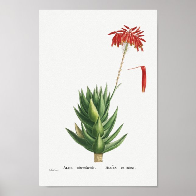 Póster Ilustracion de Cactus Vintage (Frente)