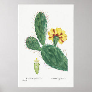 Póster Ilustracion de Cactus Vintage