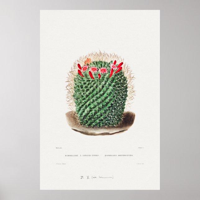 Póster Ilustracion de Cactus Vintage (Frente)