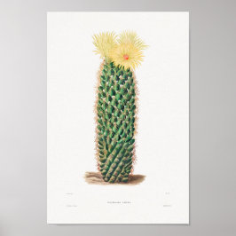 Póster Ilustracion de Cactus Vintage