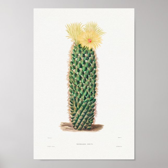 Póster Ilustracion de Cactus Vintage (Frente)