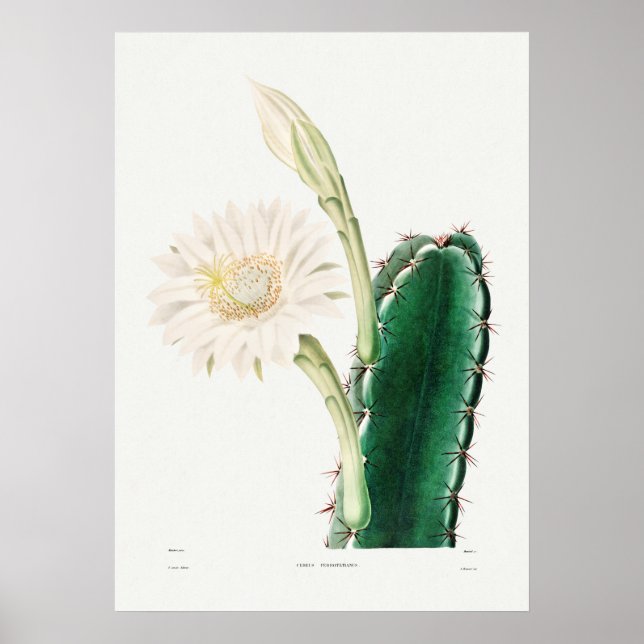 Póster Ilustracion de Cactus Vintage (Frente)