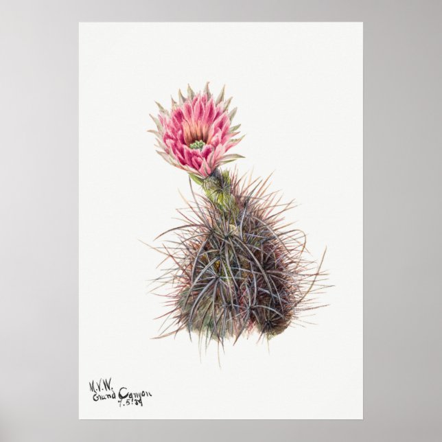 Póster Ilustracion de Cactus Vintage (Frente)