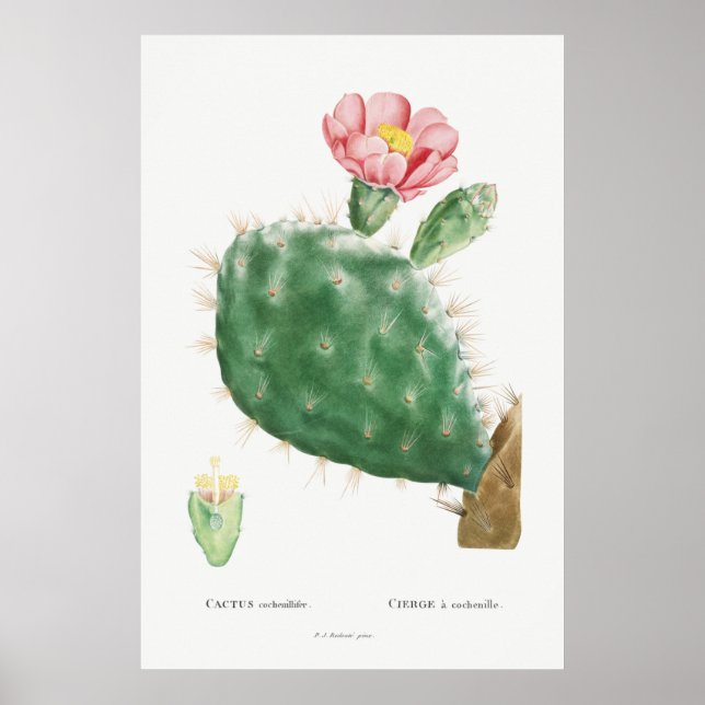 Póster Ilustracion de Cactus Vintage (Frente)