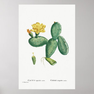 Póster Ilustracion de Cactus Vintage