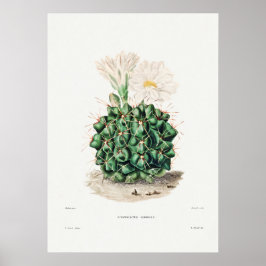Póster Ilustracion de Cactus Vintage