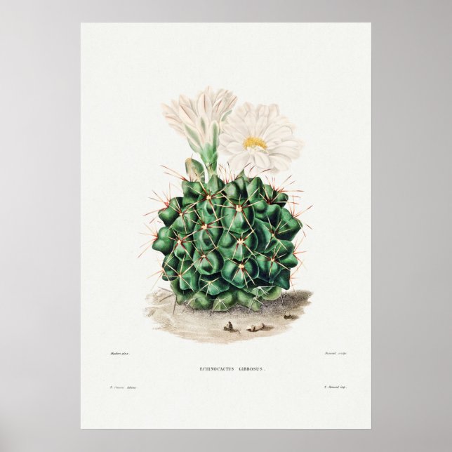 Póster Ilustracion de Cactus Vintage (Frente)
