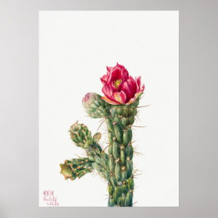Póster Ilustracion de Cactus Vintage