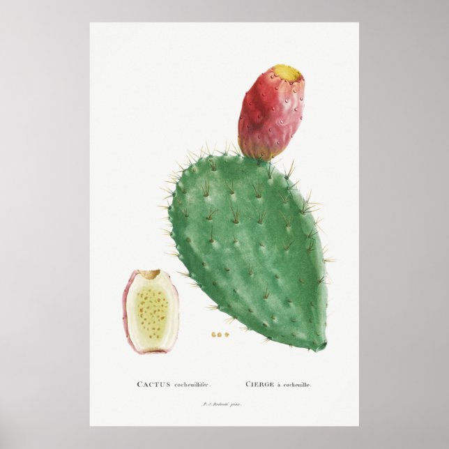 Póster Ilustracion de Cactus Vintage (Frente)