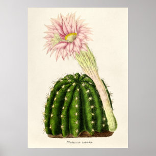 Póster Ilustracion de Cactus Vintage