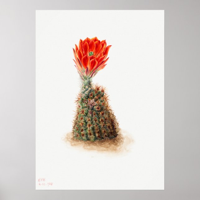 Póster Ilustracion de Cactus Vintage (Frente)