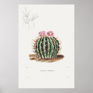 Póster Ilustracion de Cactus Vintage