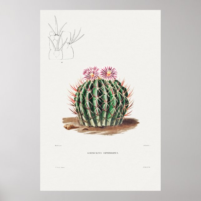 Póster Ilustracion de Cactus Vintage (Frente)