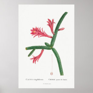 Póster Ilustracion de Cactus Vintage