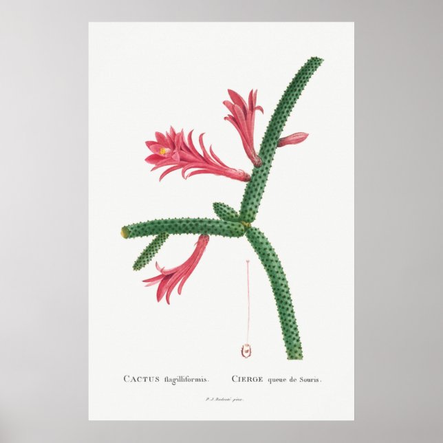 Póster Ilustracion de Cactus Vintage (Frente)