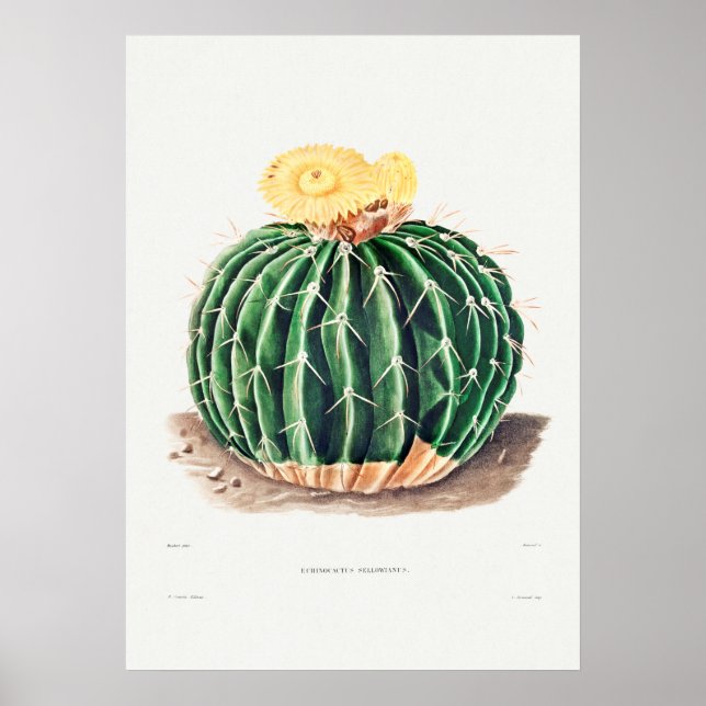Póster Ilustracion de Cactus Vintage (Frente)