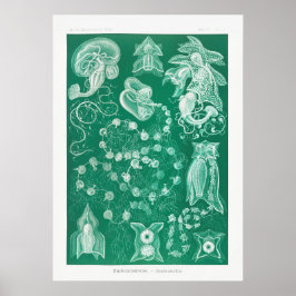 Póster Ilustracion de calamar de época