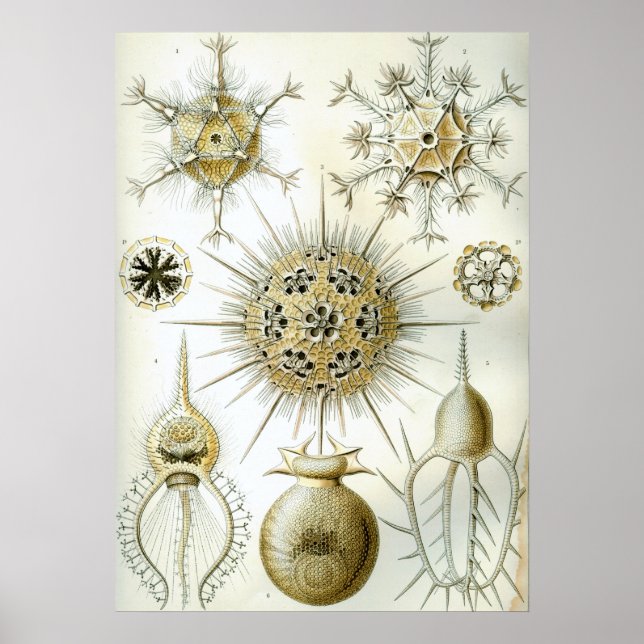 Póster Ilustracion de calamar de época (Frente)