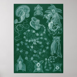 Póster Ilustracion de calamar de época