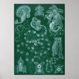 Póster Ilustracion de calamar de época